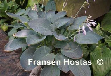 Hosta Jetstream