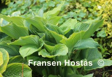 Hosta Jewel of the Nile