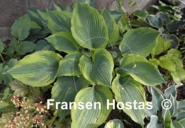 Hosta Jewel of the Nile