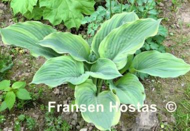 Hosta Jewel of the Nile