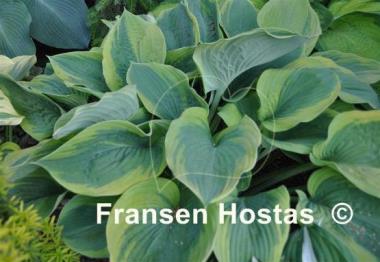 Hosta Jewel of the Nile