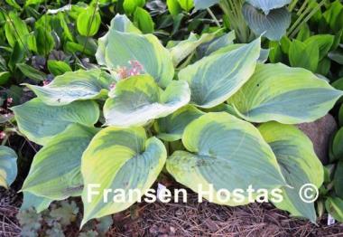 Hosta Jewel of the Nile
