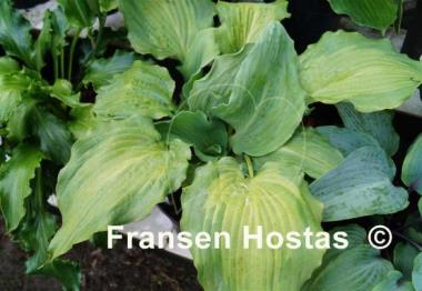 Hosta Jigs Up