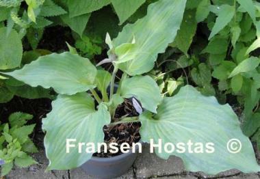Hosta Jigs Up