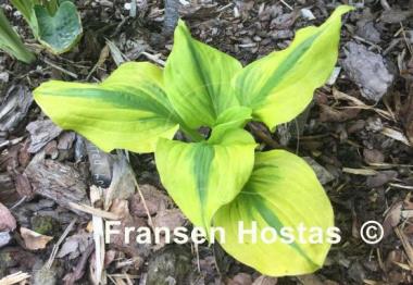 Hosta Jilted Lover