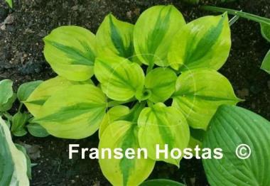 Hosta Jilted Lover