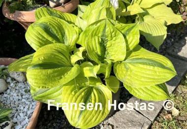 Hosta Jilted Lover