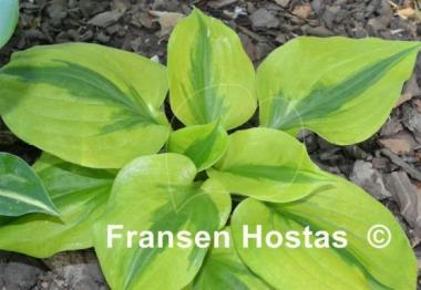 Hosta Jilted Lover