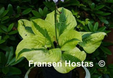 Hosta Jilted Lover