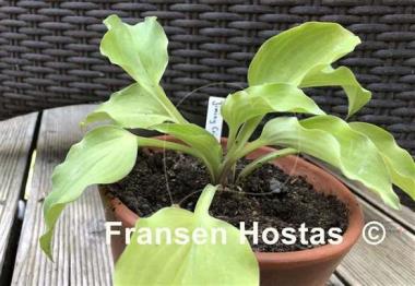 Hosta Jiminy Cricket