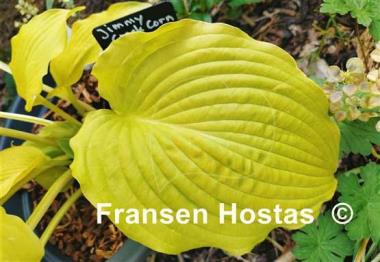 Hosta Jimmy Crack Corn