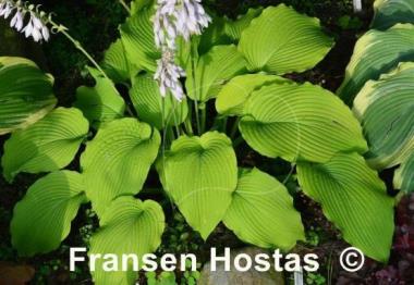Hosta Jimmy Crack Corn
