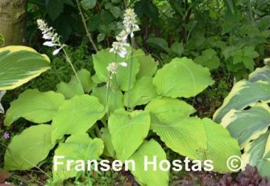 Hosta Jimmy Crack Corn