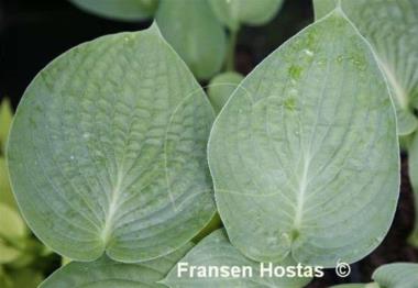 Hosta John Denver