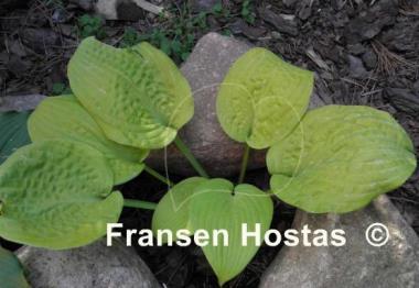 Hosta Johnny Angel