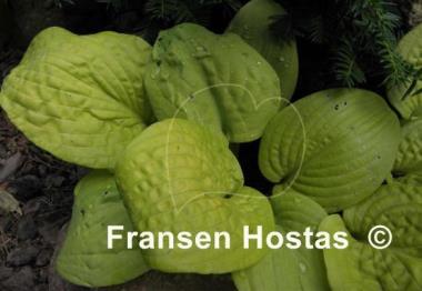 Hosta Johnny Angel