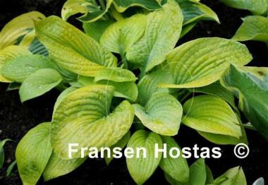 Hosta Johnny Angel