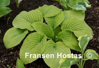 Hosta Johnny Angel