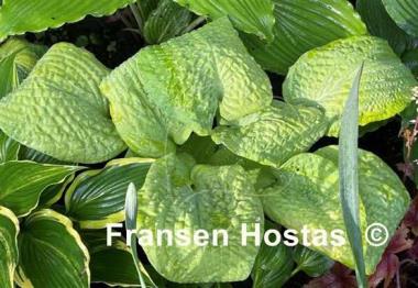 Hosta Johnny Angel