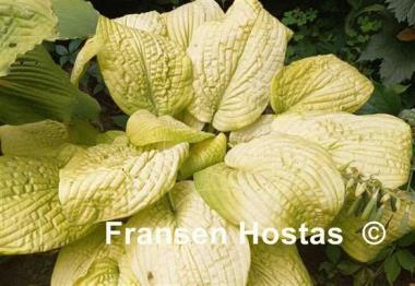 Hosta Johnny Angel