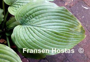 Hosta Jolly Green Giant