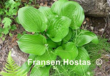 Hosta Joseph