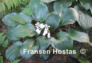 Hosta Joseph