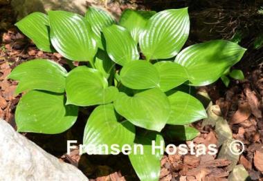 Hosta Joseph