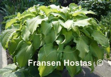 Hosta Journey's End