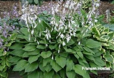 Hosta Journeyman