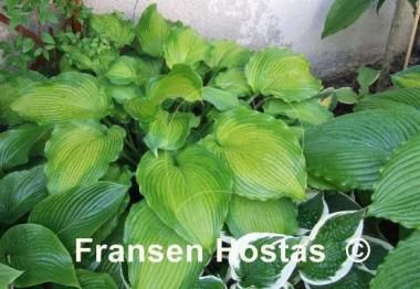 Hosta Journey's End