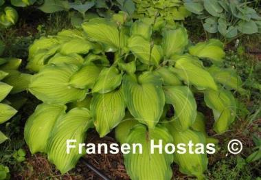 Hosta Journey's End
