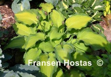 Hosta Journey's End