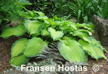 Hosta Journey's End