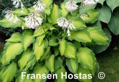 Hosta Journey's End