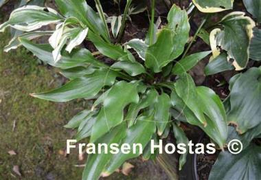 Hosta Joy Ride