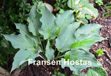 Hosta Joy Ride