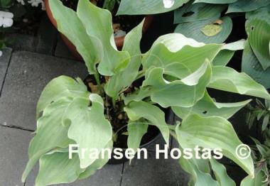 Hosta Joy Ride