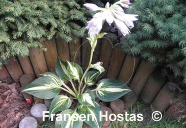 Hosta Joyce Trott