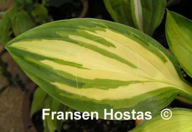Hosta Joyce Trott
