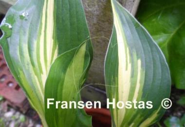 Hosta Joyce Trott