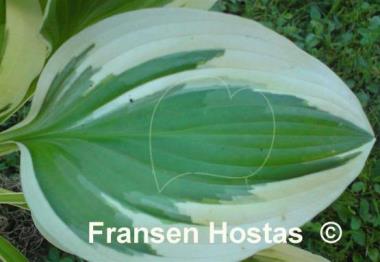 Hosta Joyful