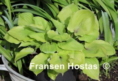 Hosta Judy Rocco