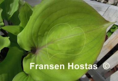 Hosta Judy Rocco