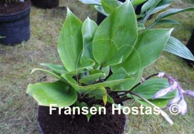 Hosta Judy Rocco