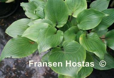 Hosta Judy Rocco