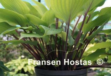 Hosta Judy Rocco