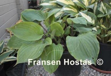 Hosta Judy Rocco