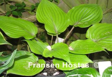 Hosta Judy Rocco
