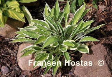 Hosta Juha